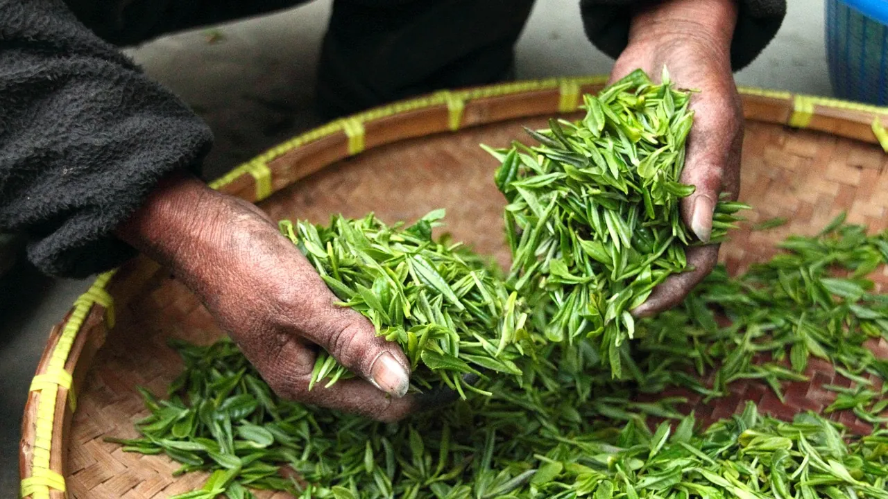 Mains qui trient des feuilles de thé fraîchement cueillies dans un panier